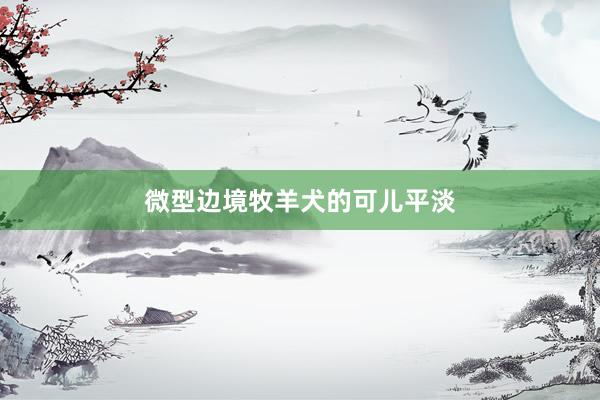 微型边境牧羊犬的可儿平淡